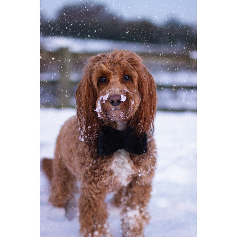 Rwd Pajarita terciopelo azul grande 13cm_1656.jpg