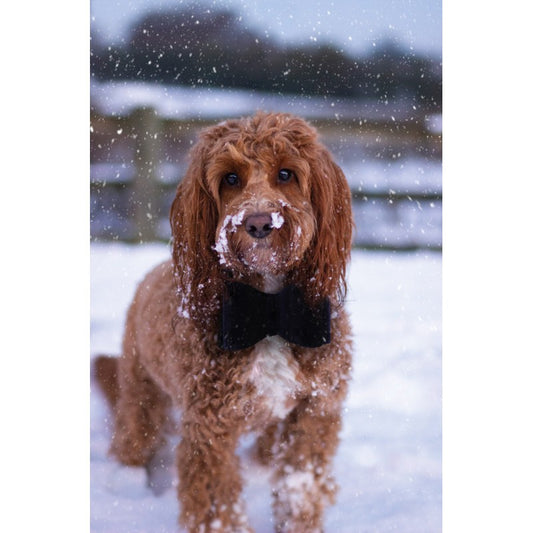 Rwd Pajarita terciopelo azul grande 13cm_1656.jpg